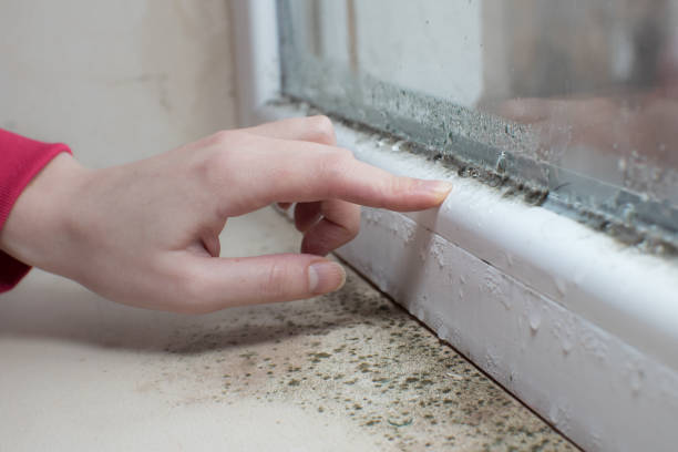 Best Basement Mold Removal  in Roosevelt Gardens, FL