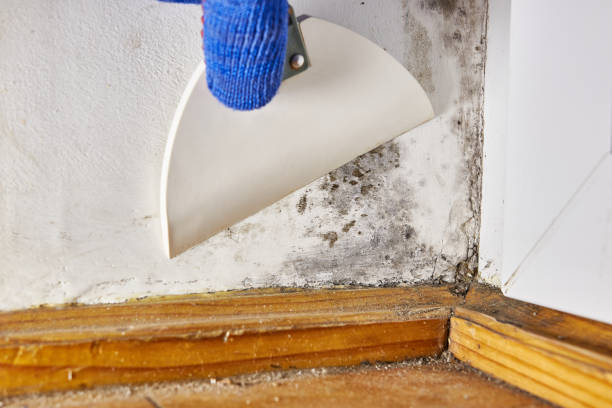 Best Post-Construction Mold Inspection  in Roosevelt Gardens, FL